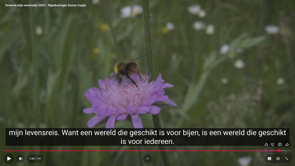 Sonne bij filmpje genomineerde groene lintje