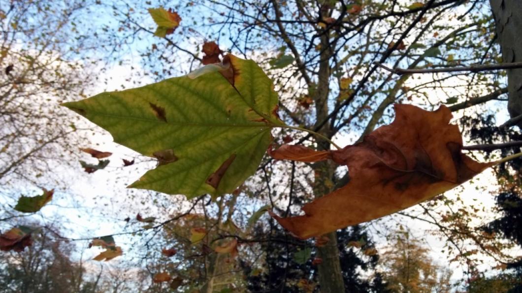 herfst blad
