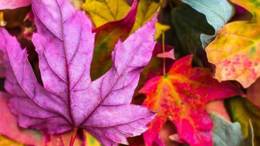 Herfst bladeren