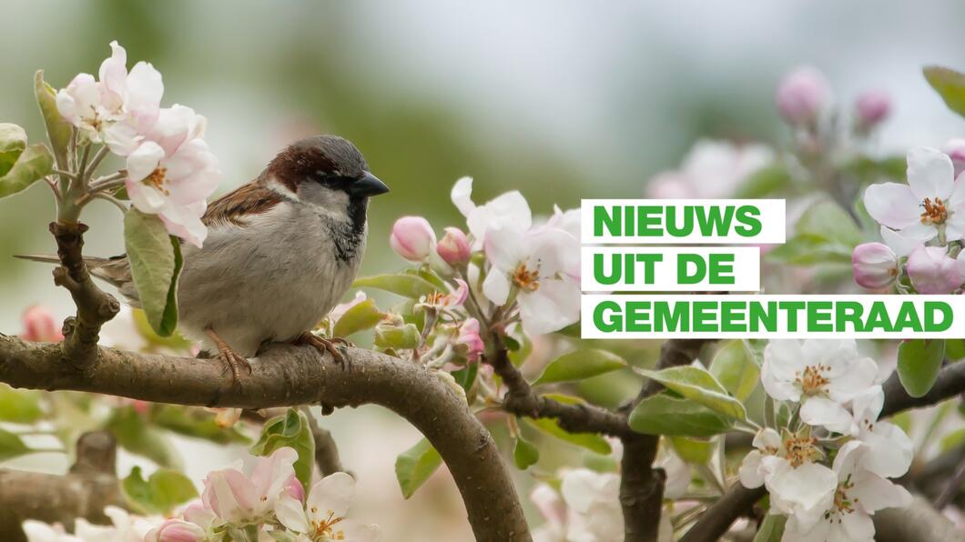 mus op take nieuws uit de gemeenteraad