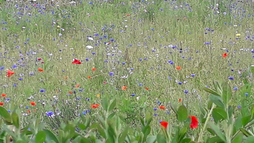 Biodiversiteit.jpg