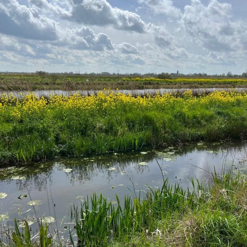westbroek