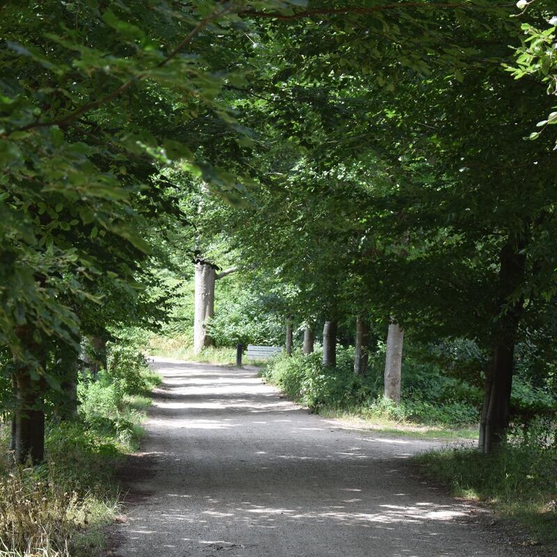 Beukenburg bos