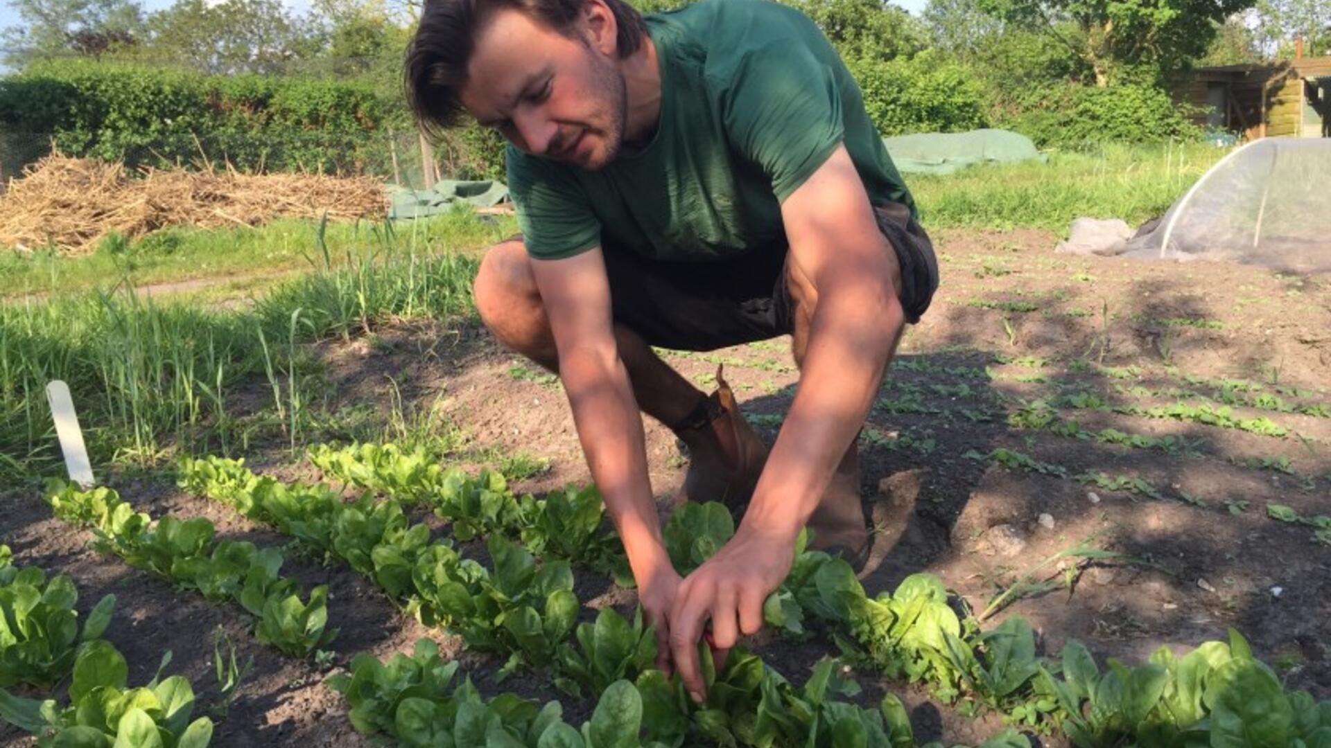 groen lintje groene kans