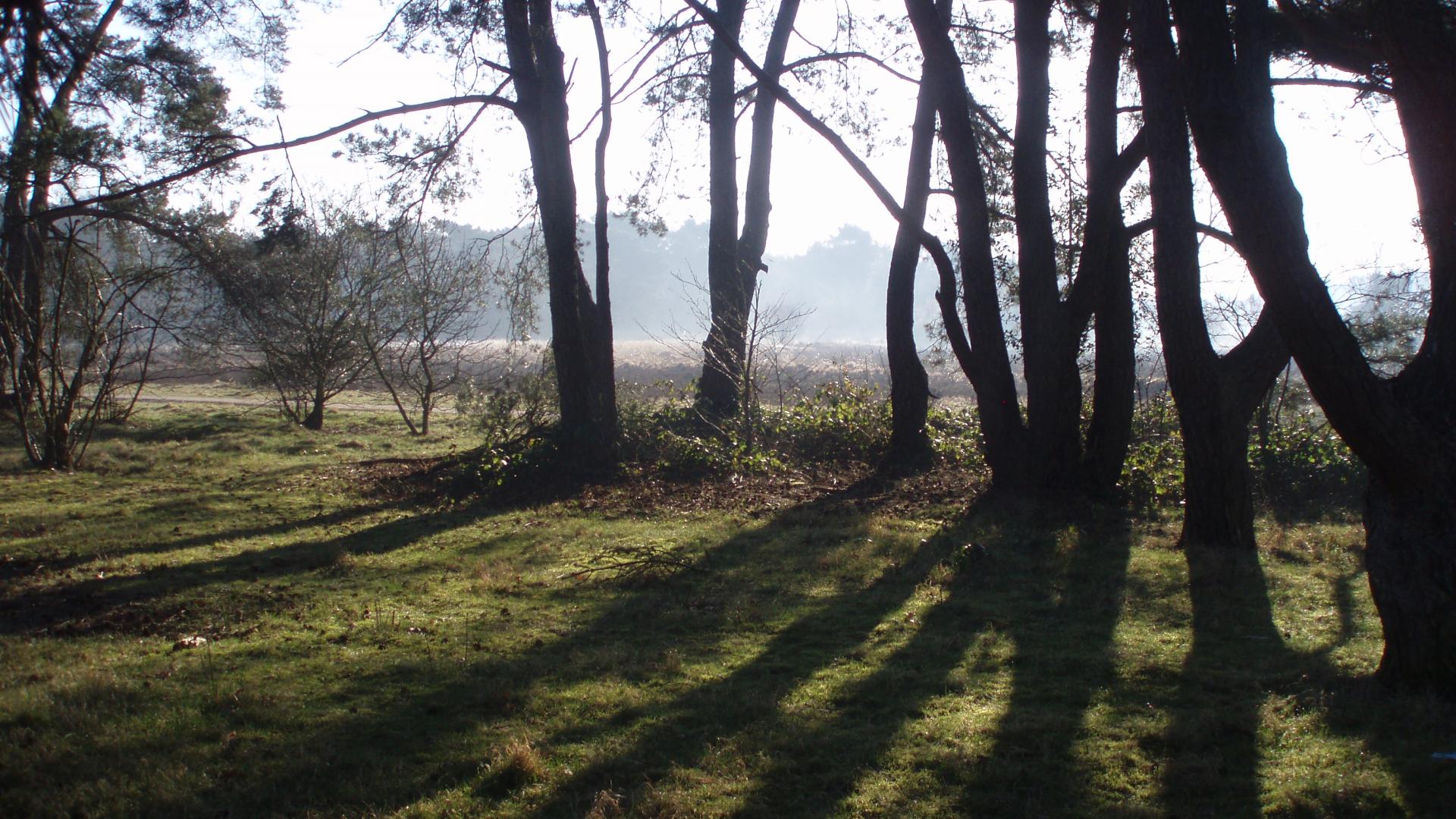 heide3.jpg